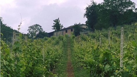 Azienda Vitivinicola Passerini - Nibbiano Piacenza
