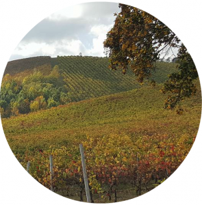 Vigneti Azienda Vitivinicola Passerini - Nibbiano Piacenza - Colli Piacentini